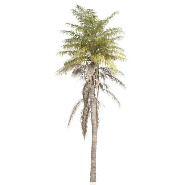 Render Palm Tree White Background — Stock Photo, Image