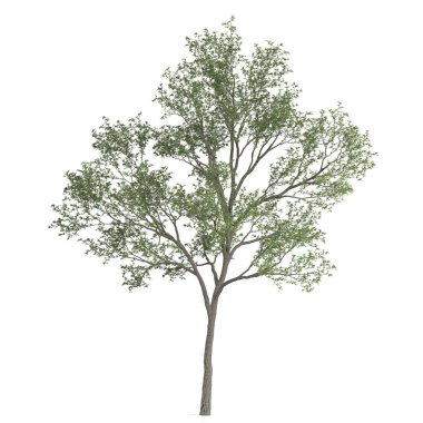 Beyaz arkaplanda bir ağacın 3d görüntüsü