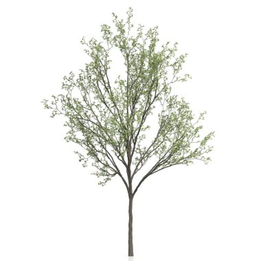 Beyaz arkaplanda bir ağacın 3d görüntüsü