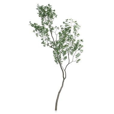 Beyaz arkaplanda bir ağacın 3d görüntüsü