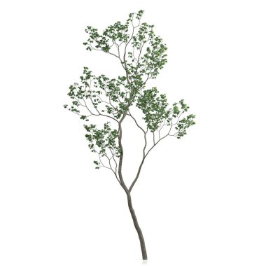 Beyaz arkaplanda bir ağacın 3d görüntüsü