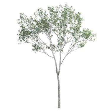 Beyaz arkaplanda bir ağacın 3d görüntüsü