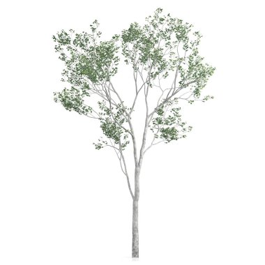 Beyaz arkaplanda bir ağacın 3d görüntüsü