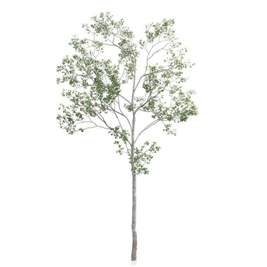 Beyaz arkaplanda bir ağacın 3d görüntüsü