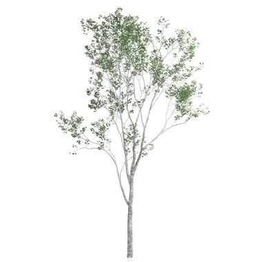 Beyaz arkaplanda bir ağacın 3d görüntüsü