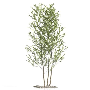 Beyaz arkaplanda bir ağacın 3d görüntüsü