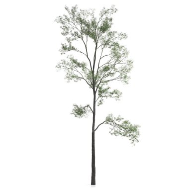 Beyaz arkaplanda bir ağacın 3d görüntüsü