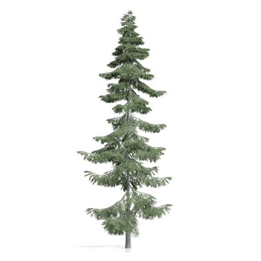 3d görüntüleme - beyaz arkaplanda kozalaklı ağaç