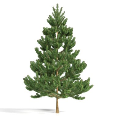 3d görüntüleme - beyaz arkaplanda kozalaklı ağaç