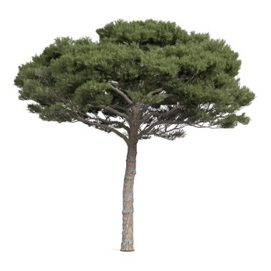 3d görüntüleme - beyaz arkaplanda kozalaklı ağaç