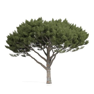 3d görüntüleme - beyaz arkaplanda kozalaklı ağaç