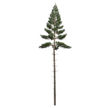 3d görüntüleme - beyaz arkaplanda kozalaklı ağaç