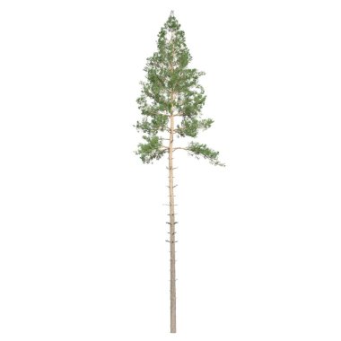 3d görüntüleme - beyaz arkaplanda kozalaklı ağaç