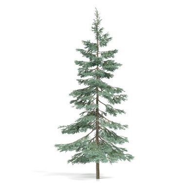 3d rendering - coniferous tree on white background clipart