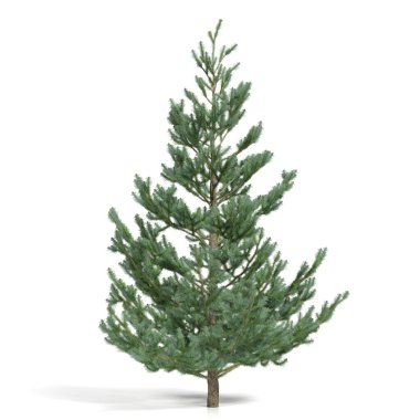 3d görüntüleme - beyaz arkaplanda kozalaklı ağaç