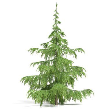 3d rendering - coniferous tree on white background clipart