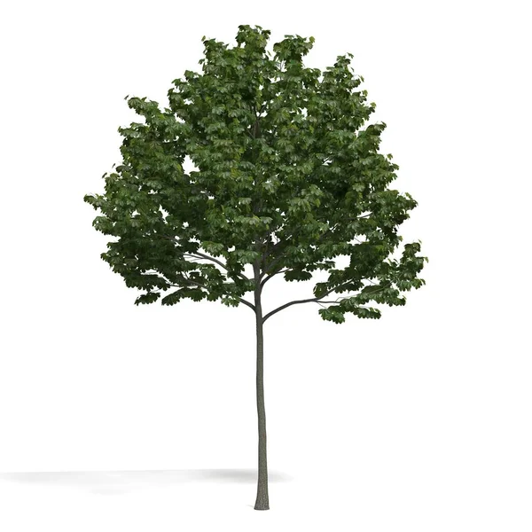 Renderizado Árbol Sobre Fondo Blanco — Foto de Stock