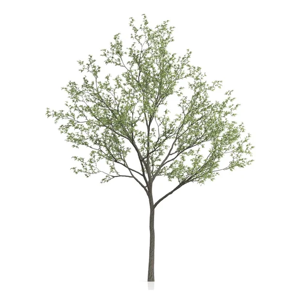 Renderowanie Drzewa Białym Tle — Zdjęcie stockowe
