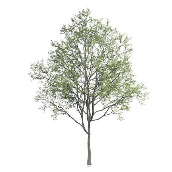 백지위에 나무를 — 스톡 사진