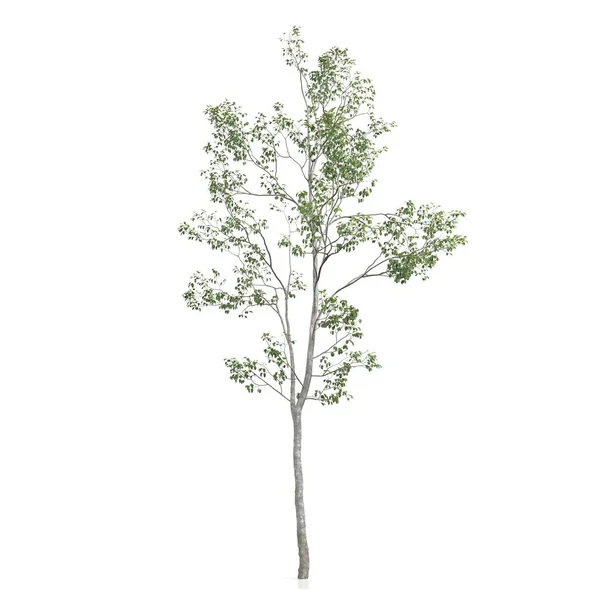 Візуалізація Дерева Білому Тлі — стокове фото