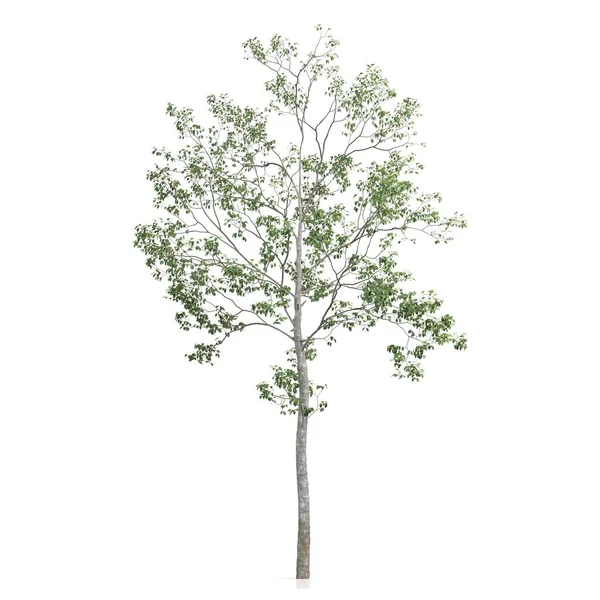 Återgivning Ett Träd Vit Bakgrund — Stockfoto