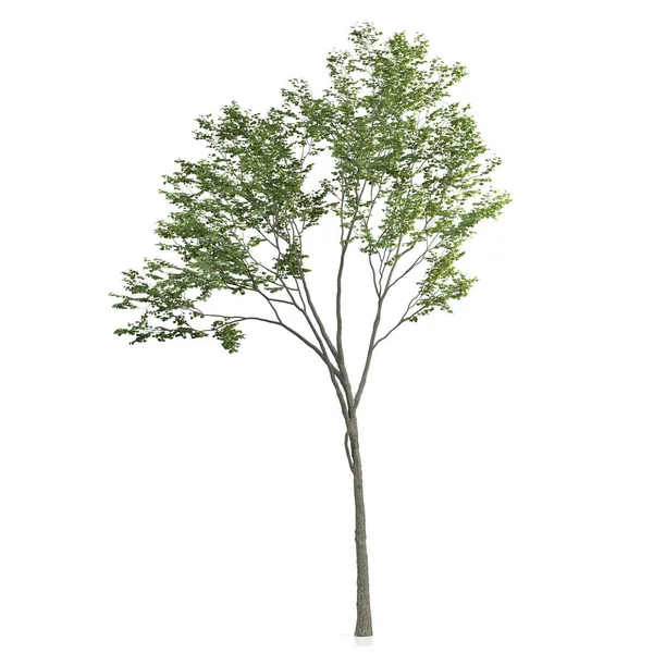 Beyaz Arkaplanda Bir Ağacın Görüntüsü — Stok fotoğraf
