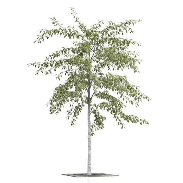 Візуалізація Дерева Білому Тлі — стокове фото