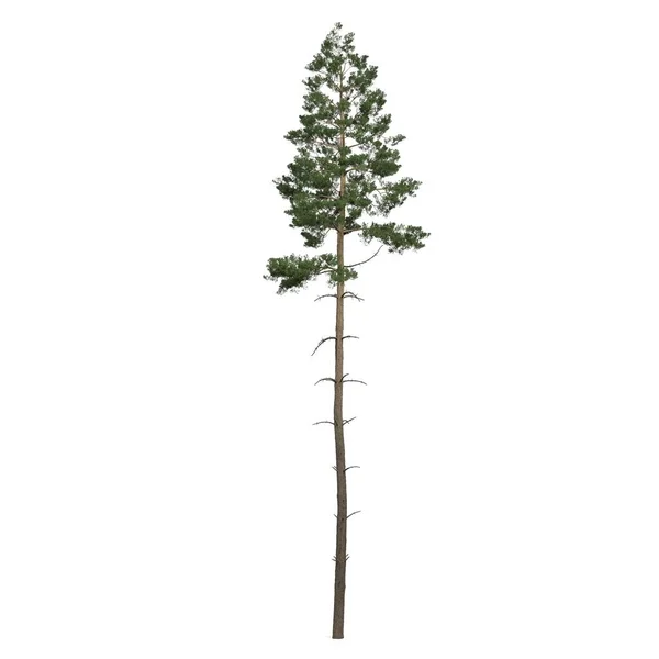 Rendering Albero Conifere Sfondo Bianco — Foto Stock