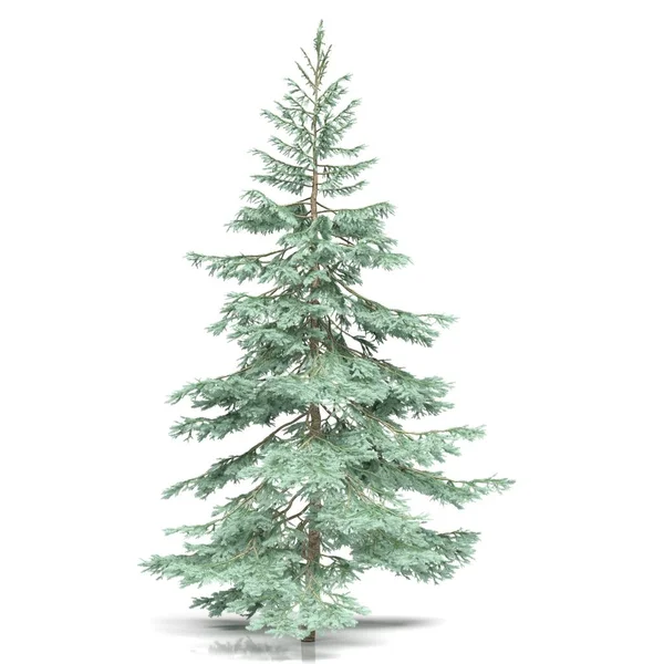 3d görüntüleme - beyaz arkaplanda kozalaklı ağaç