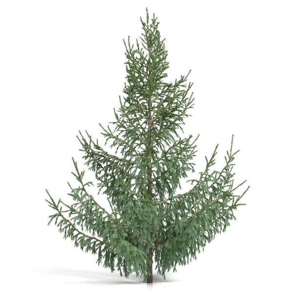 3Dレンダリング 白い背景に針葉樹の木 — ストック写真
