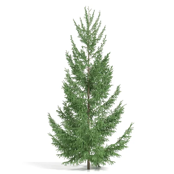 Rendering Albero Conifere Sfondo Bianco — Foto Stock