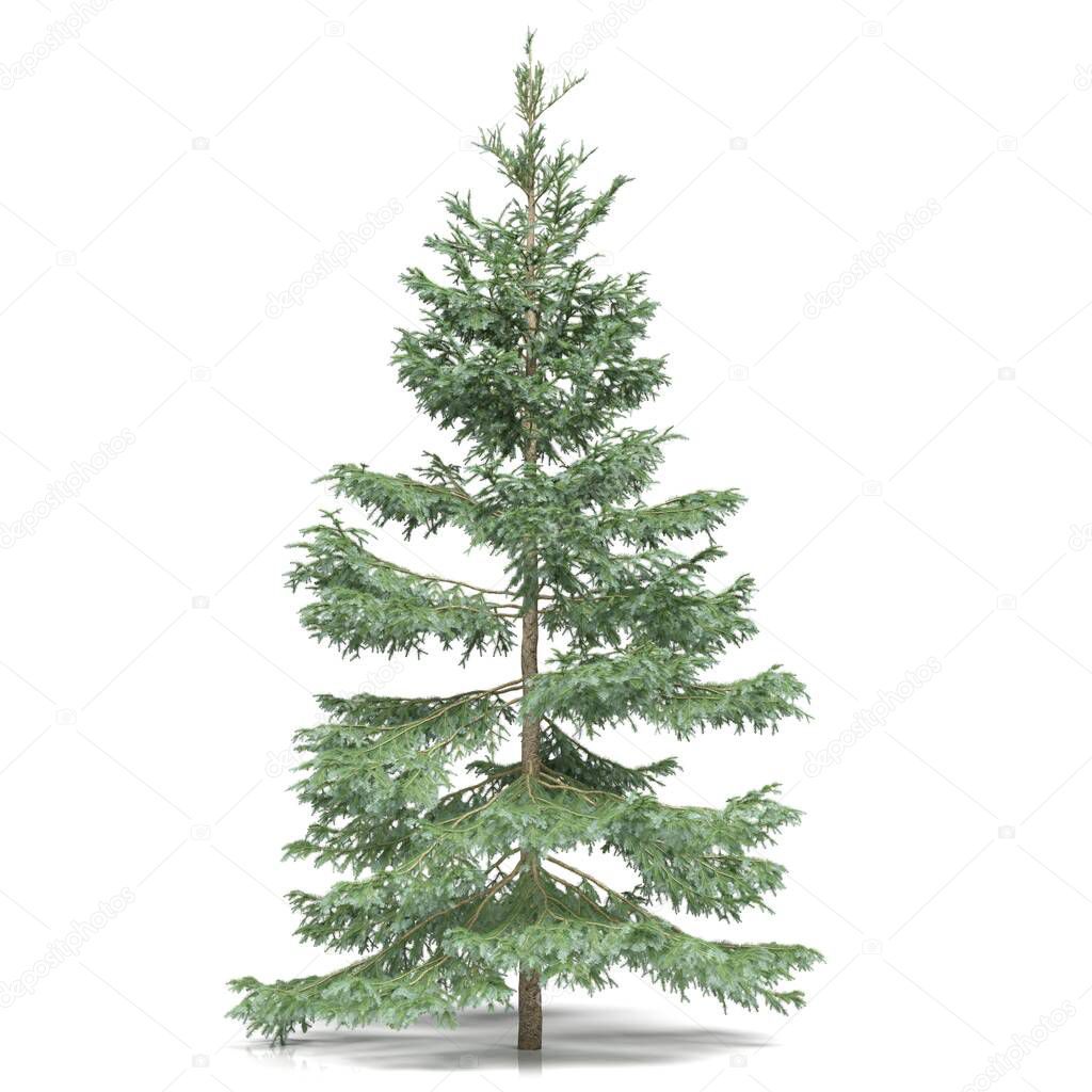 3d rendering - coniferous tree on white background