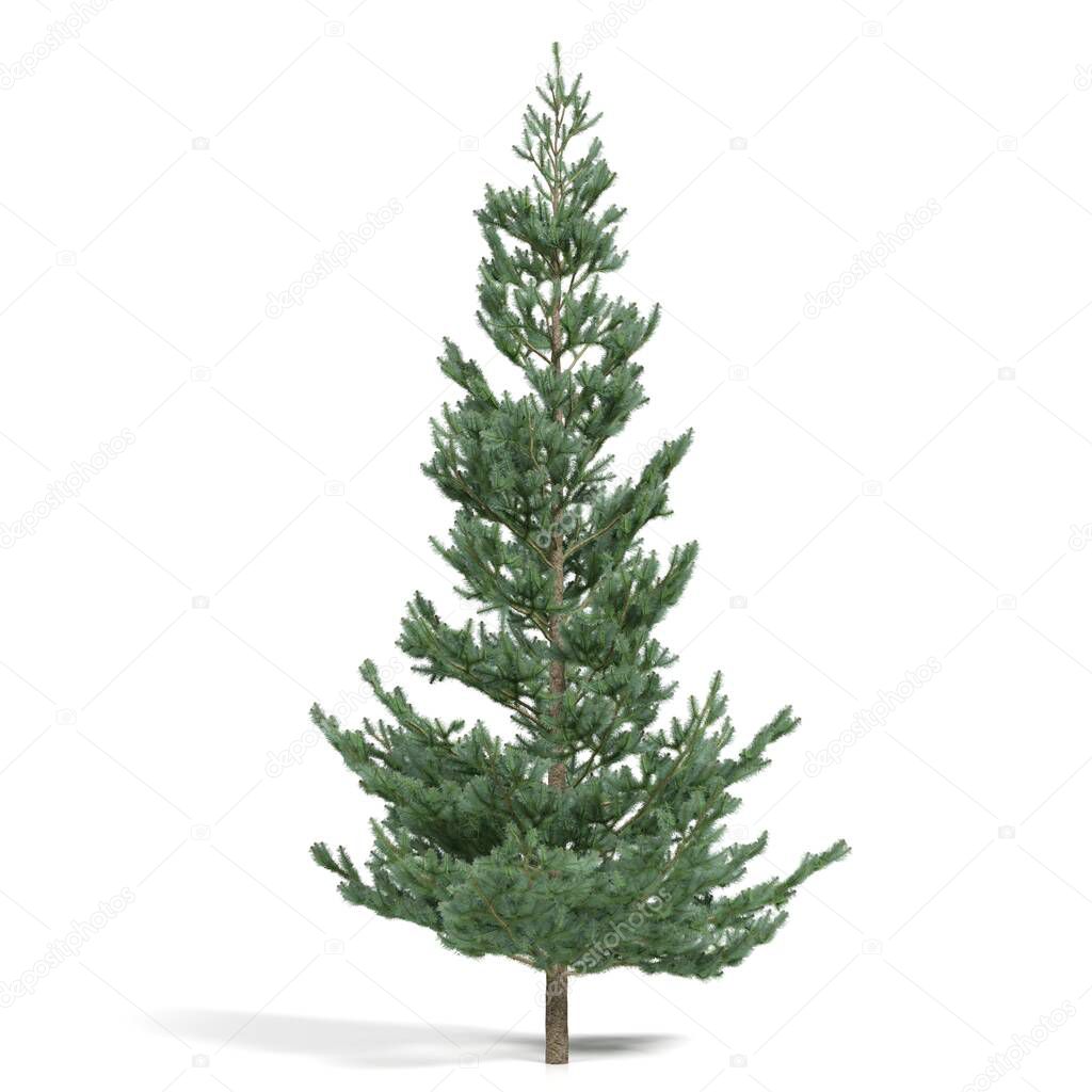 3d rendering - coniferous tree on white background