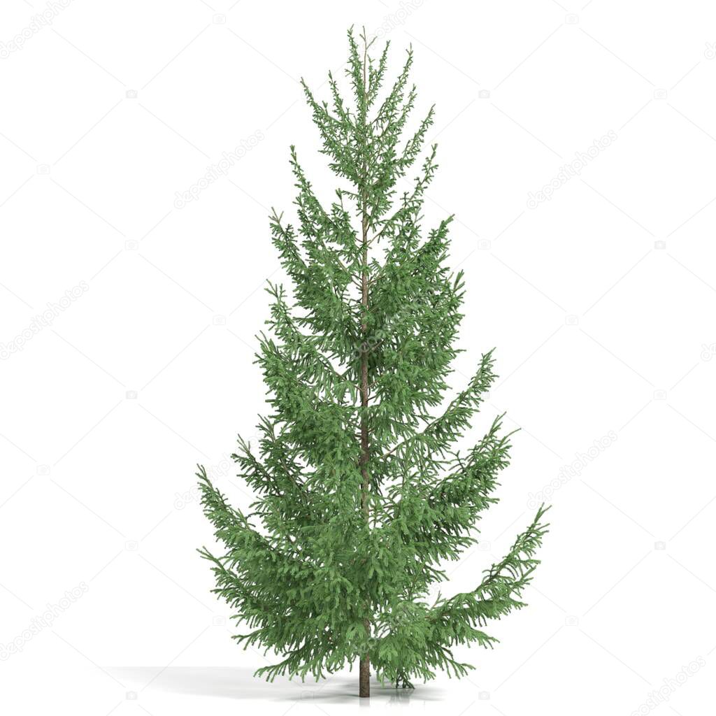 3d rendering - coniferous tree on white background