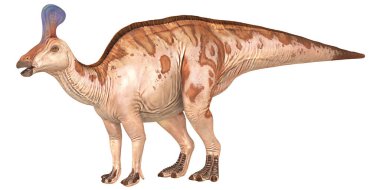 Bir Parasaurolophus dinozorunun tasviri