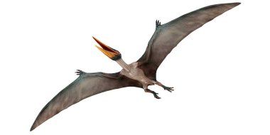 Uçan bir Pterosaur 'un gerçekçi 3 boyutlu canlandırması.