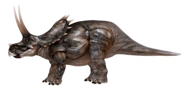 Beyaz arka planda gerçekçi triceratops dinozoru.