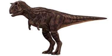Beyaz arka planda Carnotaurus dinozoru