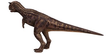 Beyaz arka planda Carnotaurus dinozoru
