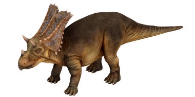 Boynuzlu fırfırlı görkemli dinozor..