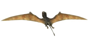 Tarih öncesi Pterosaur uçuyor.