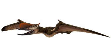 Gerçekçi Pterosaur gökyüzünde süzülüyor