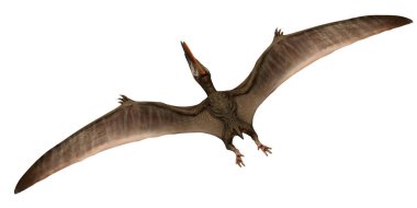 Kanatları açık uçan bir Pterosaur.