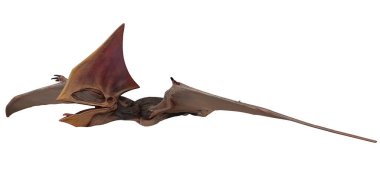 Uçan Pterosaur 'un geniş kanat açıklığı beyaza izole edilmiş.