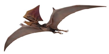 Geniş kanatları ve arması olan uçan Pterosaur..