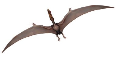Pterodactyl kanatlarını açmış süzülüyor..
