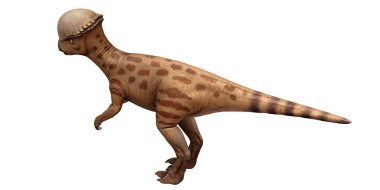 Kendine özgü kubbe şeklinde kafası olan gerçekçi bir dinozor modeli.