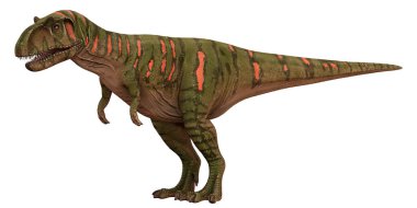 Vahşi bir Tyrannosaurus Rex 'in tasviri.