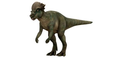 Pachycephalosaurus dinazorunun gerçekçi modeli
