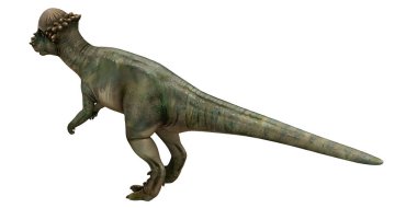 Beyaz arka planda hareket eden Pachycephalosaurus dinozoru